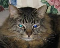EFT For A Sick Cat & Her Owner EFT For A Sick Cat & Her Owner