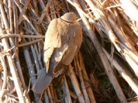 Animal EFT Case Story: EFT and a Dove in Deep Shock Animal EFT Case Story: EFT and a Dove in Deep Shock