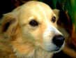 EFT For Pet Loss EFT For Pet Loss