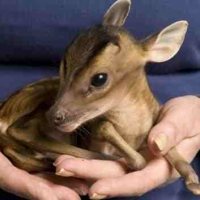 EFT For Animals Who Are Sick Or Suffering EFT For Animals Who Are Sick Or Suffering